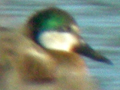 Northern Shoveler x Gadwall hybrid